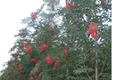 Coles Nurseries